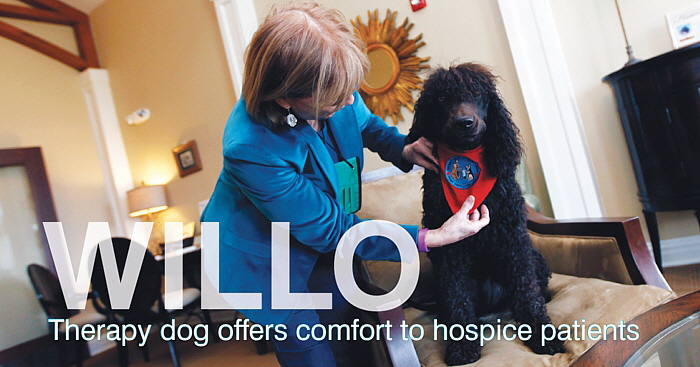 Willo - Therapy dog comfort to hospice patients